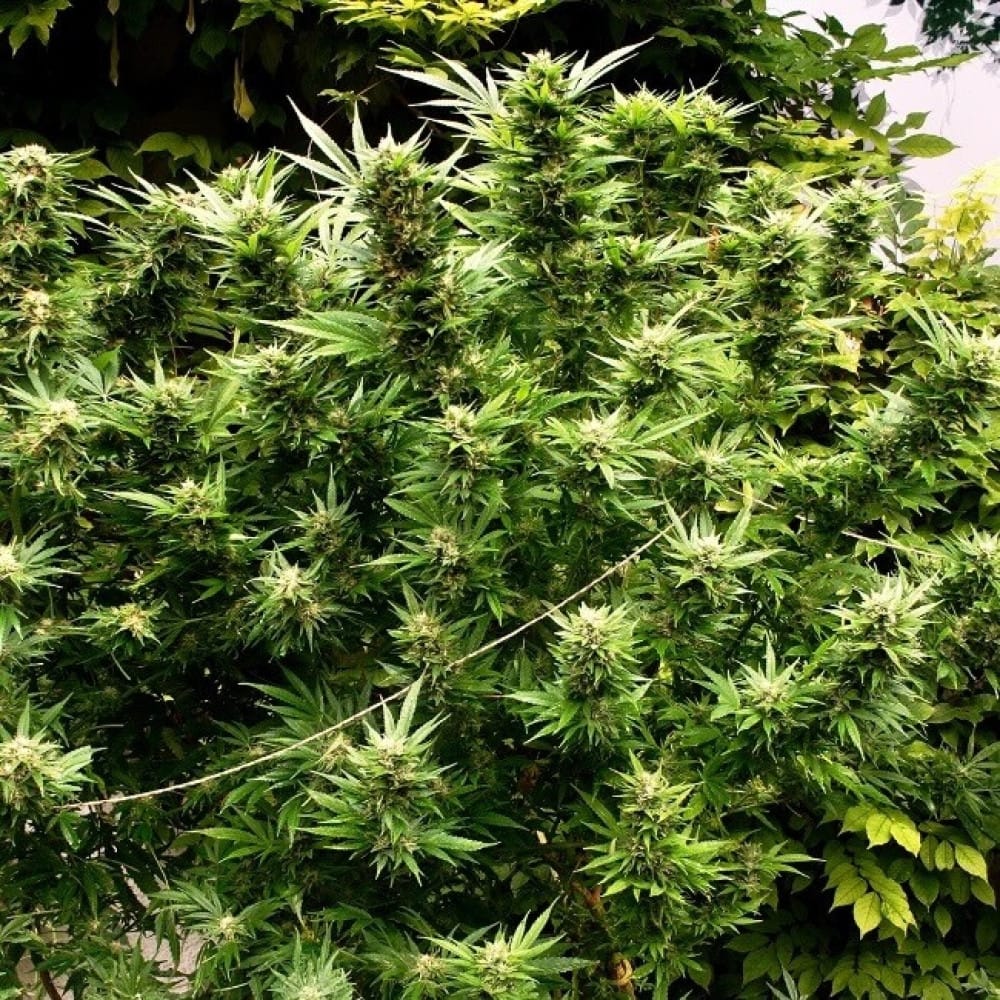 Cannabis Samen und die Reduzierung von Lebensmittelabfällen