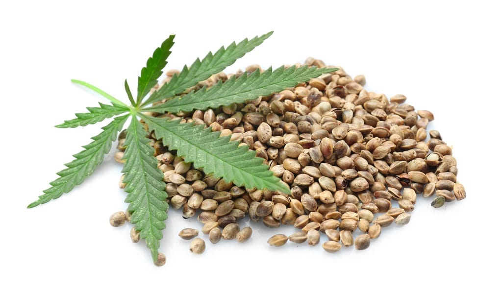 Cannabis Samen und Schmerzmanagement: Was sagt die Wissenschaft?