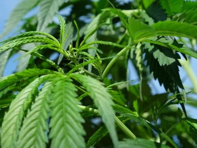 Warum Cannabis Indica die ideale Wahl für Entspannung ist