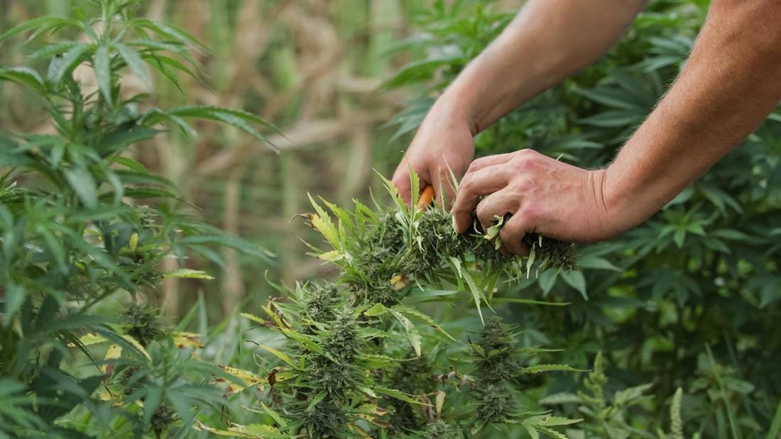 Geschenkideen rund um Gratis Cannabis Samen