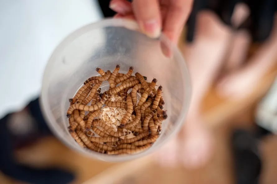 Gesunde Snacks für Vögel: Getrocknete Mehlwürmer kaufen und verwöhnen