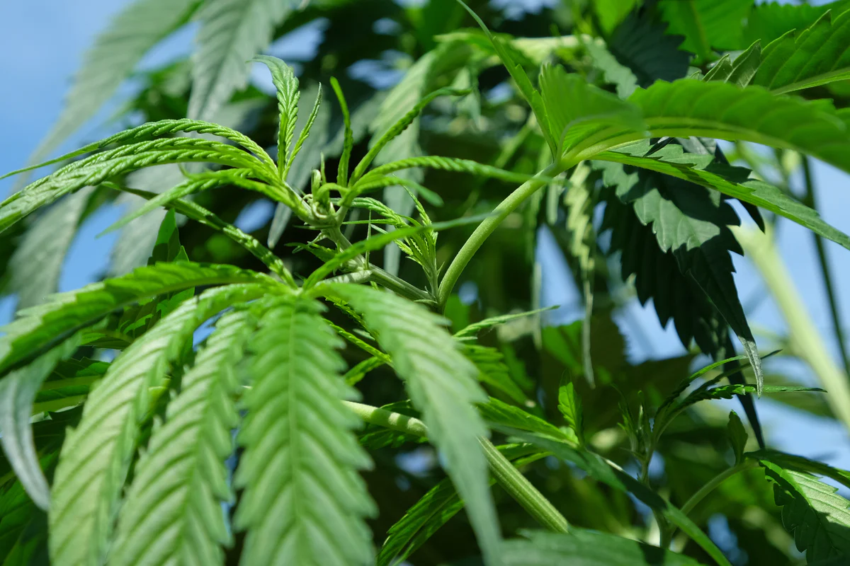 Warum Cannabis Indica die ideale Wahl für Entspannung ist